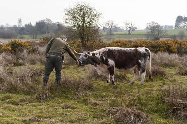 Benjamin Leech - Photograph by Ben Leach of BA Photography, Norwich University of the Arts of a man feeding a cow