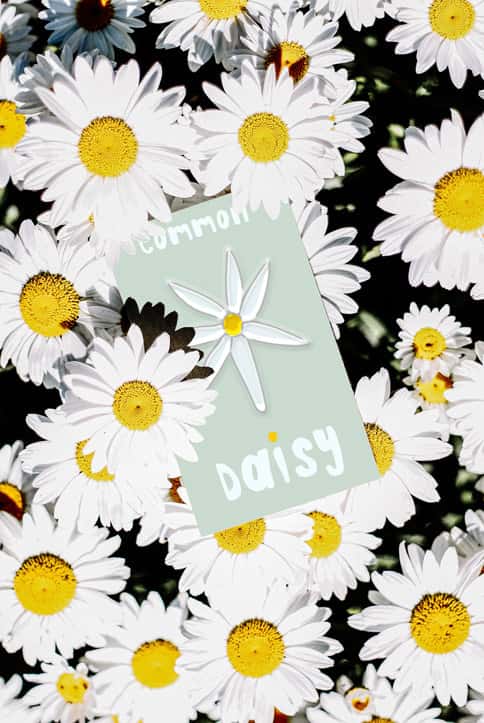 Corrina Mark - Branding for 'Daisy' by BA Graphic Communication student Corrina Mark. A photograph of a bunch of daisies, with a digital pale green promo card in the middle, with a hand drawn daisy on.